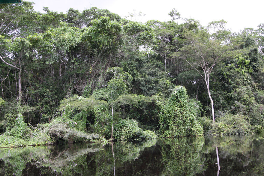 Der Amazonas-Regenwald