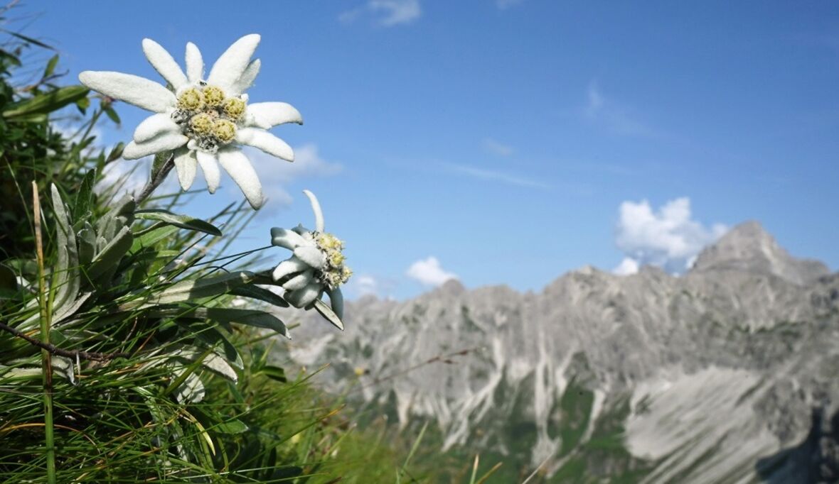 Nachhaltiger Tourismus im Allgäu und Tirol
