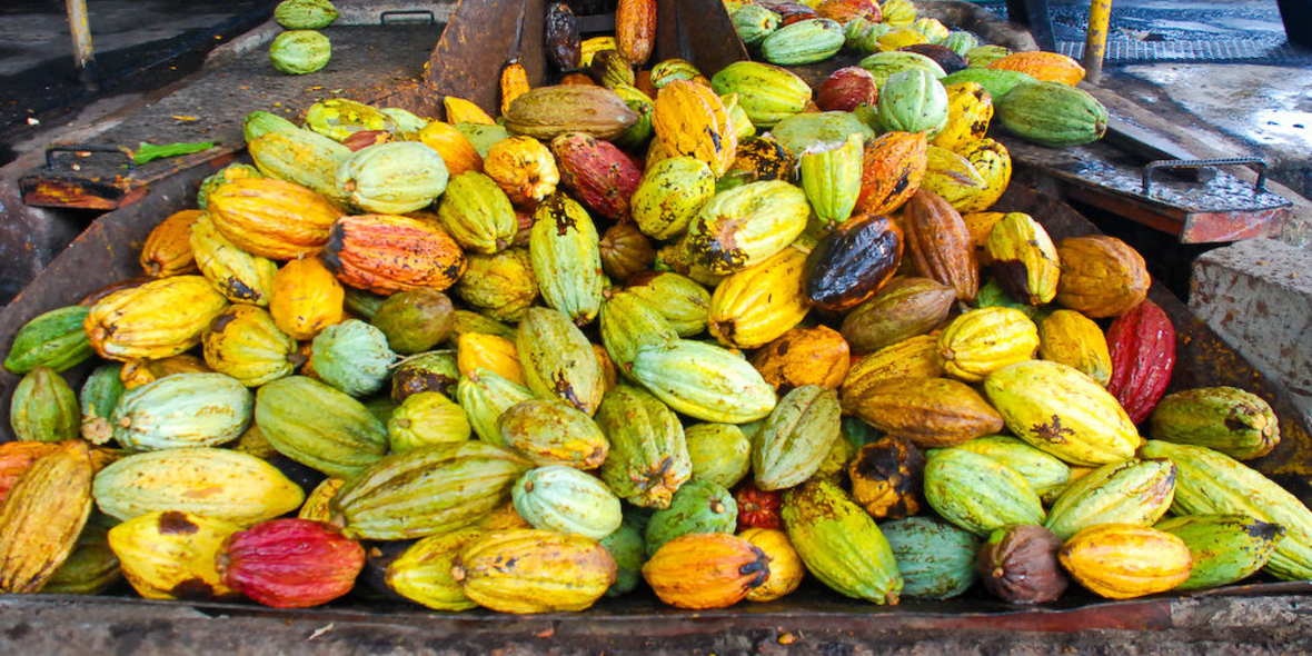 Frauen sind Schlüssel zur Nachhaltigkeit im Kakao-Sektor 