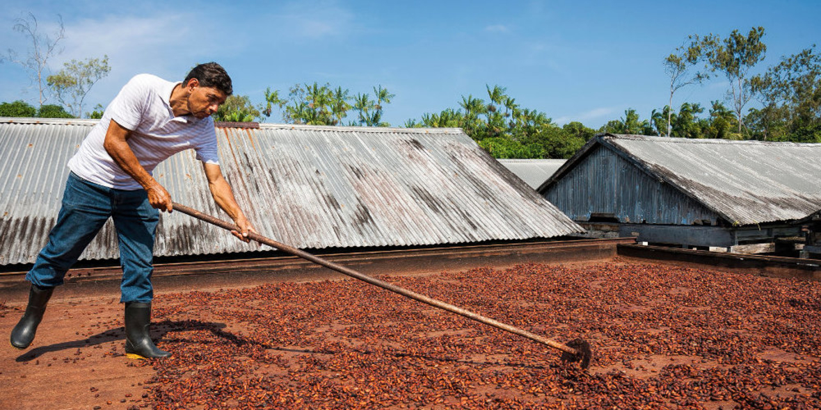 Kakao: UTZ-Zertifizierung zeigt Wirkung
