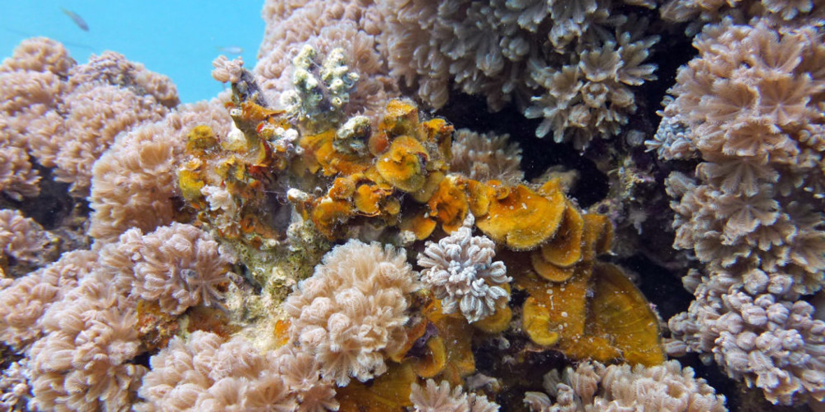 Meeresforscher finden Wirkstoffe gegen HIV-Viren im Korallenriff 