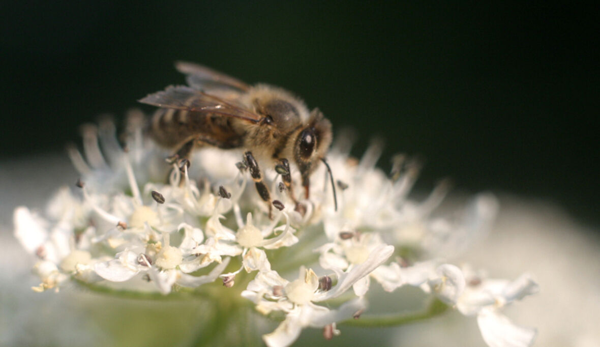 toom: neue Flughöhe beim Bienenschutz