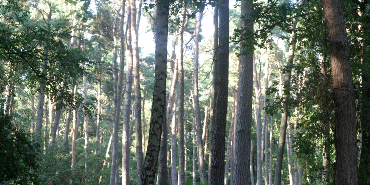 Studie: REDD+ als Instrument für nachhaltiges Waldmanagement?