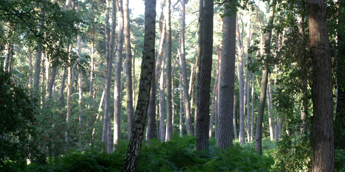 Klimawandel bedroht Wälder