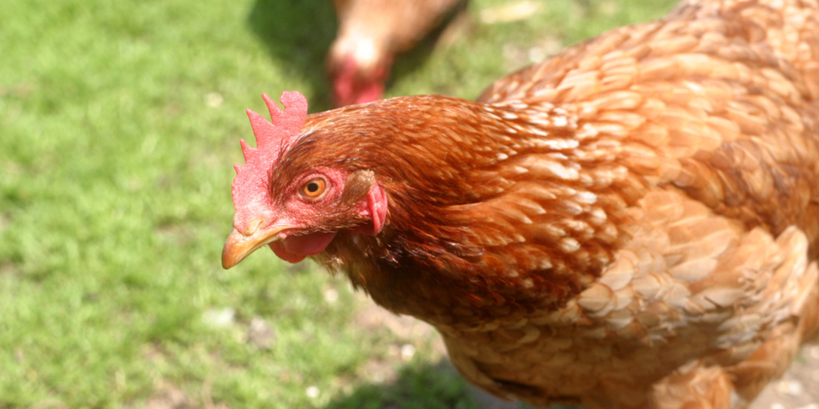 Hühnerfedern machen Brennstoffzellen billig