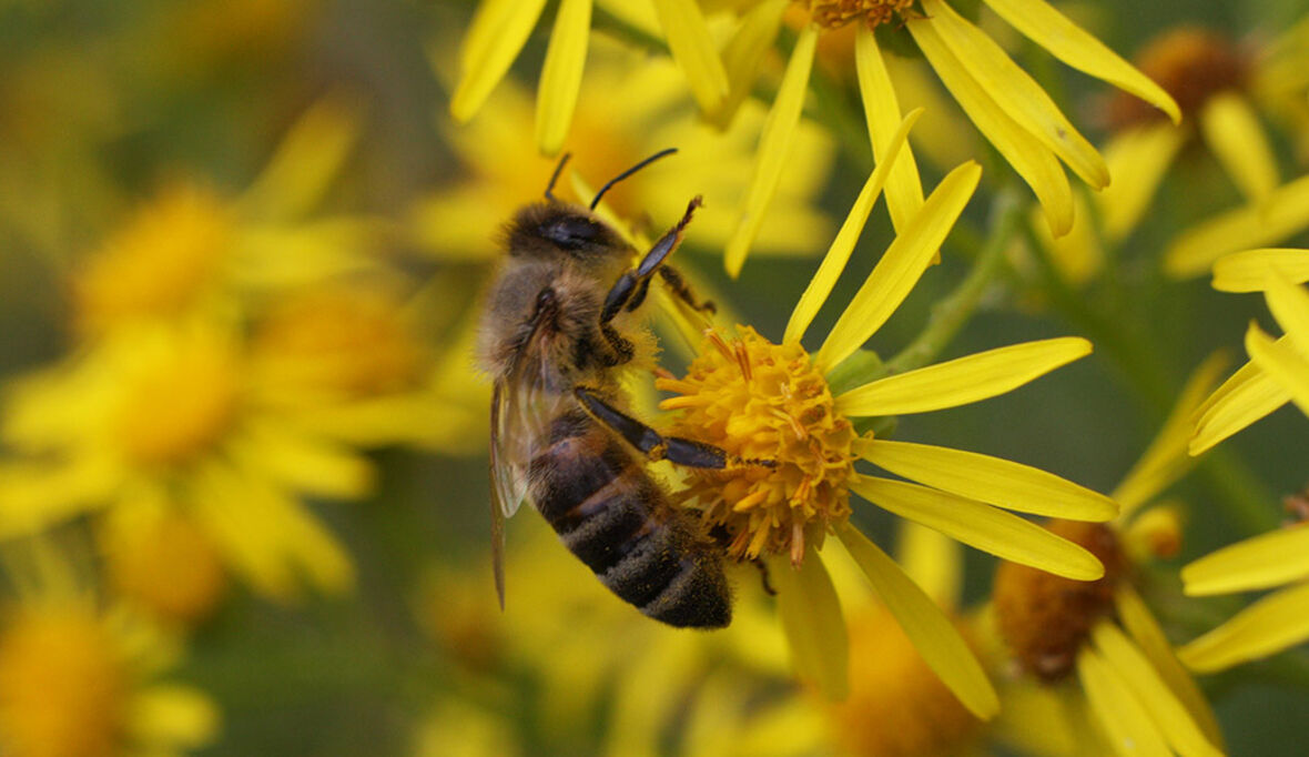 Pflanzenschutz ohne Bienensterben möglich