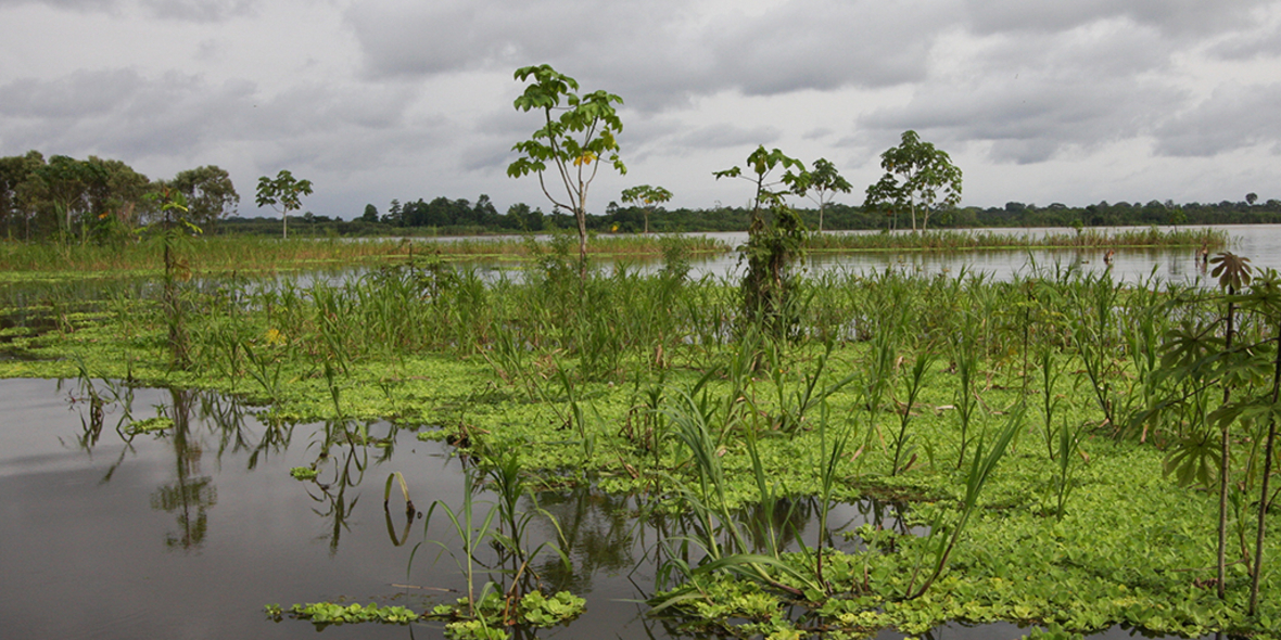 Katholische Investoren fordern Schutz des Amazonas