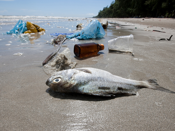 Meer Ozean Fisch Plastik Strand Müll
