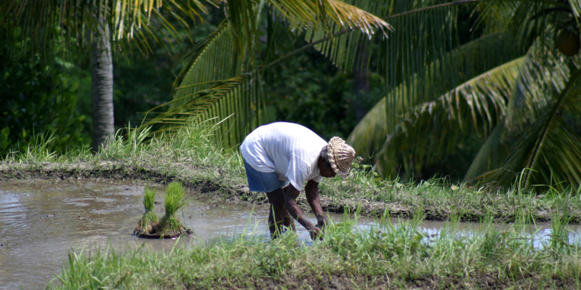 Wie können Asiens Kleinbauern sowohl den Klimawandel als auch Covid-19 überstehen?