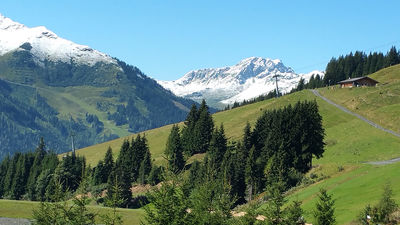 Alpen_Berge_Schnee_Tannen_Natur