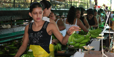 In einer Bananenfabrik sortieren Frauen die Früchte.