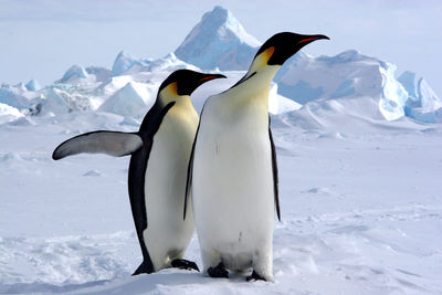 Zwei Pinguine stehen in der Antarktis.