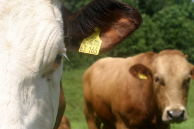Rinder mit Kontrollmarke stehen auf der Wiese.