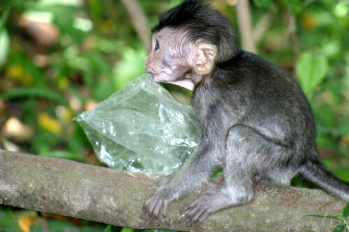 Ein Affe knabbert an einer Plastiktüte.