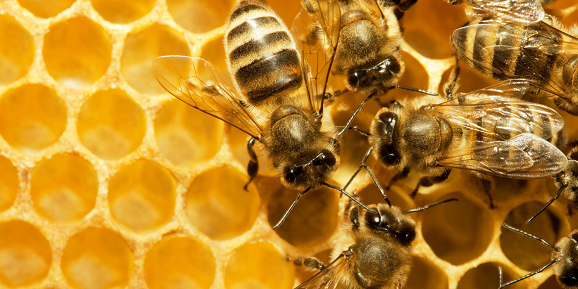 Mit 2,5 Millionen Unternehmensbienen für den Bienenschutz