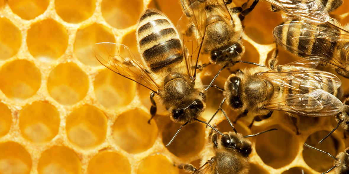 Umweltschützer und Imker fordern nationalen Bienenaktionsplan