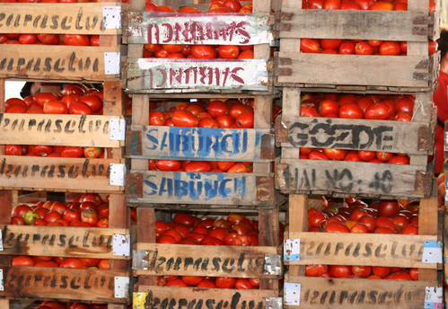 Tomaten stehen in Holzisten gestapelt.