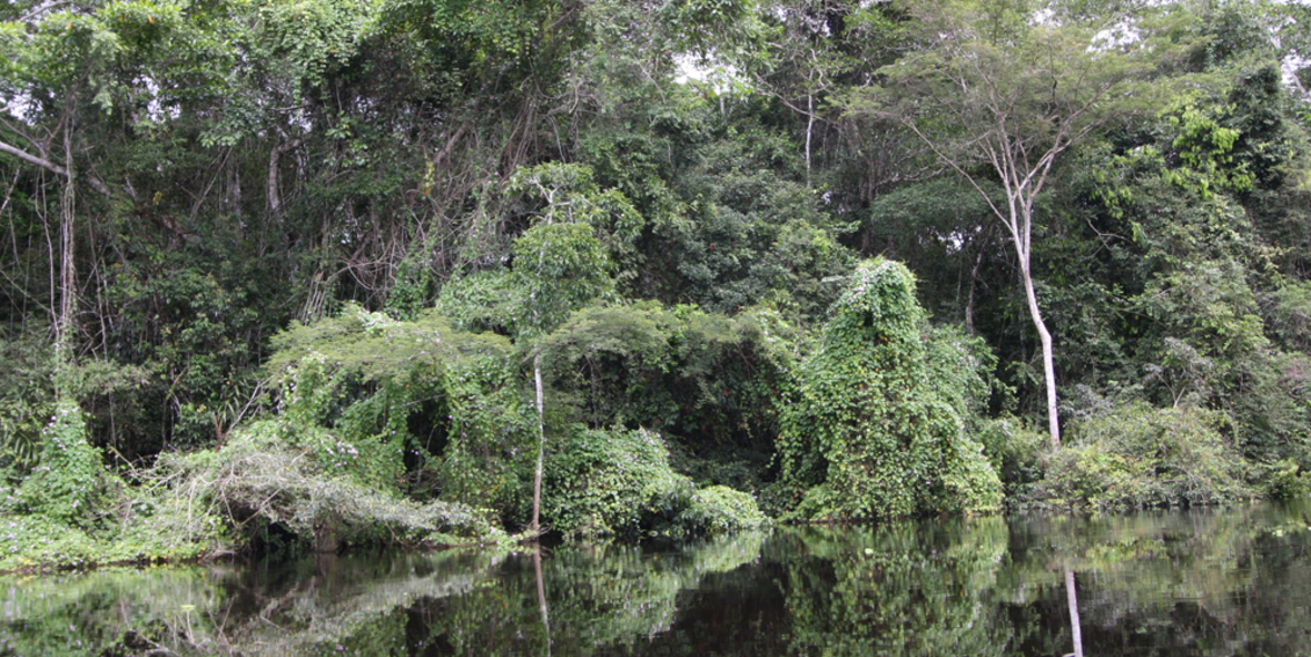 Mehr Geld für Tropenwaldprogramm in Brasilien