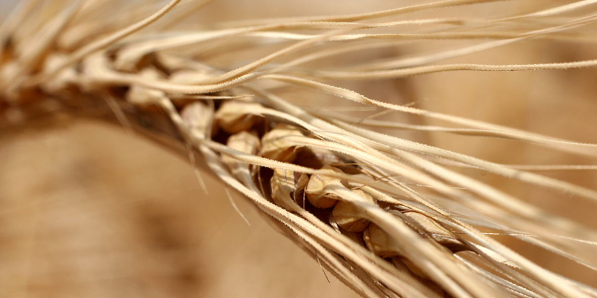 Klimawandel vermindert Weizenqualität