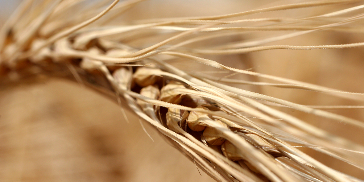 Emmer – ein fast vergessenes Getreide
