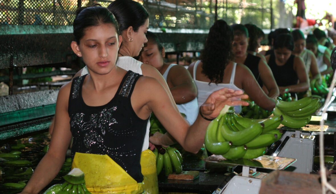 Fairtrade-Bananen: mehr Geld für Arbeiter