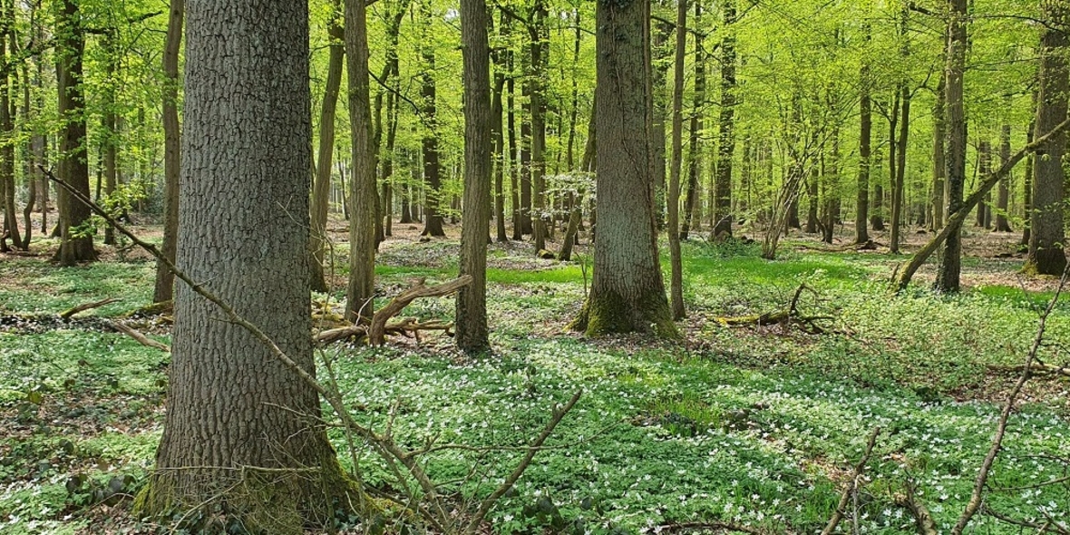 „Morgen kann kommen“: über eine Millionen Bäume für den deutschen Wald