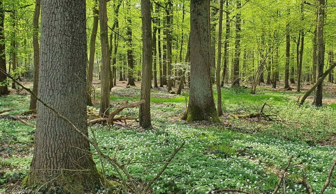 „Morgen kann kommen“: über eine Millionen Bäume für den deutschen Wald