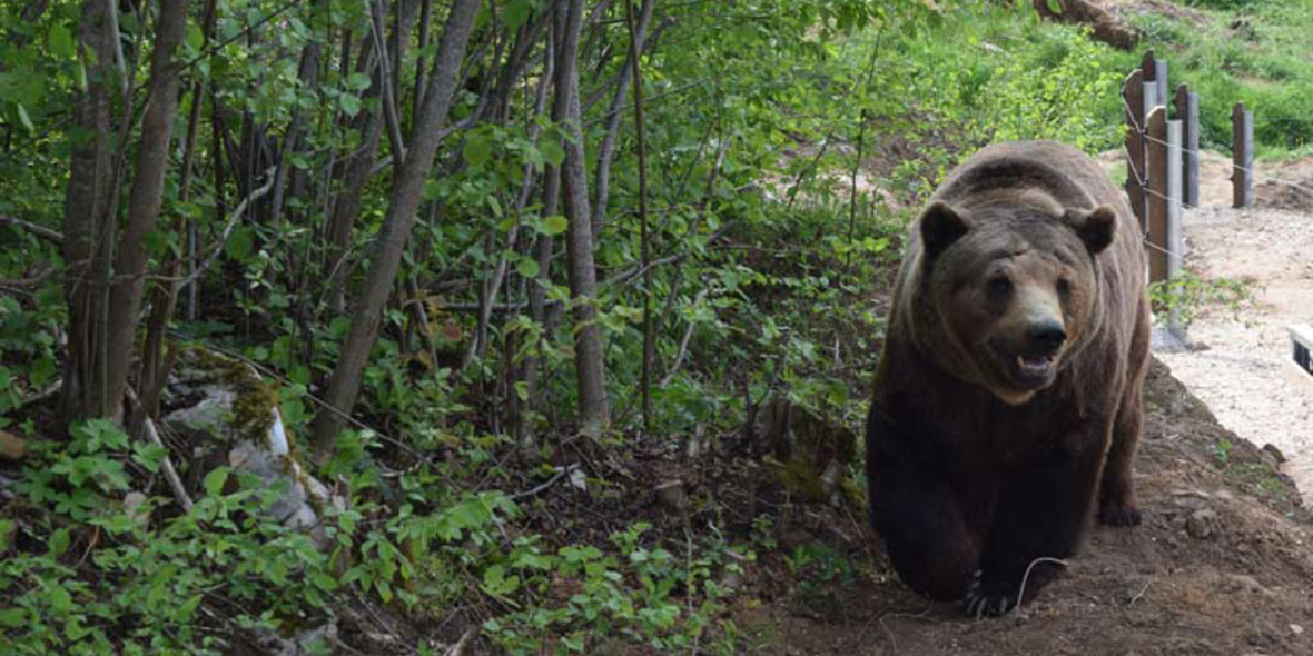 Zoo-Bären in Kroatien gerettet