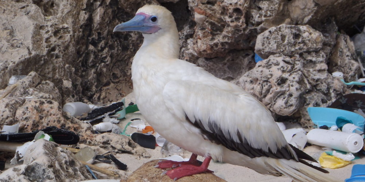 2050 haben nahezu alle Seevögel Plastik im Magen