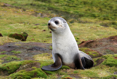 Neben den riesigen Pinguinkolonien leben auch 90 Prozent der Pelzrobben der Antarktis in Südgeorgien.