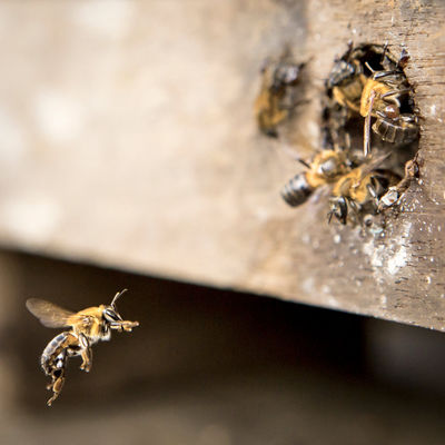 Ausschnitt aus dem Film "Bienen - eine Welt im Wandel".