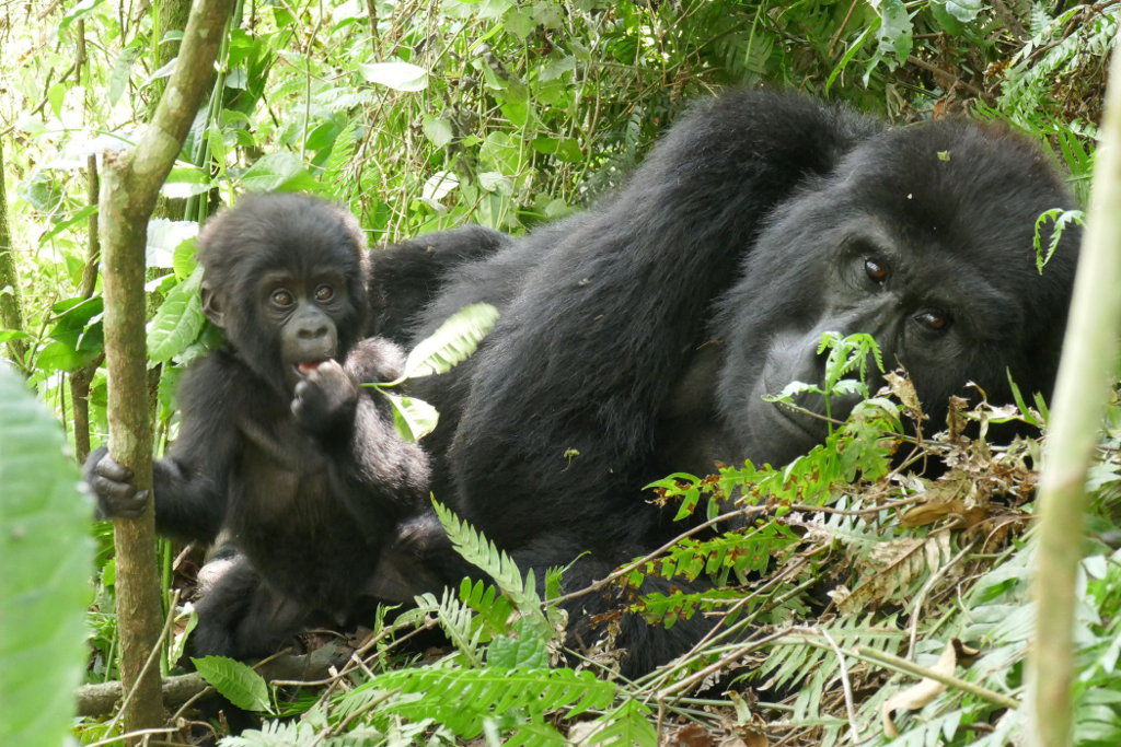 Die Berggorillas im Bwindi Nationalpark genießen den Schutz und die Aufmerksamkeit der ganzen Welt. Nur noch 600 Exemplare leben in Uganda, weitere 200 in Ruanda und im Kongo. Gorilla-Babys (im Bild: ein drei Monate altes Baby) müssen die ersten vier Jahre überleben, um durchzukommen. Danach können sie bis zu 50 Jahre alt werden.