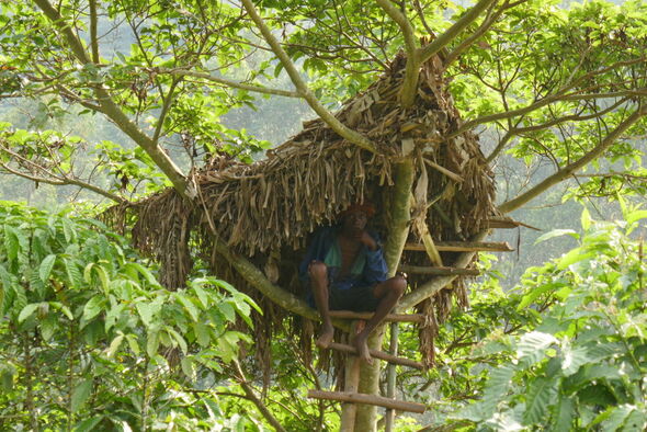 Der König der Batwa (Pygmäen) stieg von seinem Baumhaus selten herunter. Hier ein Nachbau am Rande des Nationalparks Bwindi in Uganda.