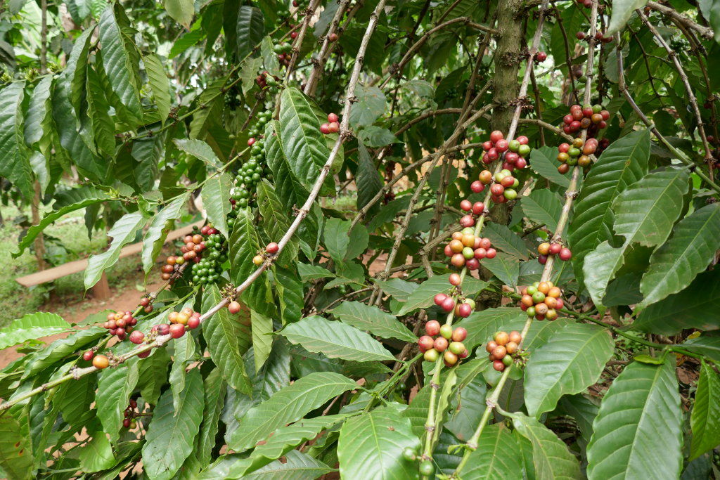 Uganda ist der größte Kaffee-Exporteur Afrikas und die Nummer sieben auf dem Weltmarkt. Eine halbe Million Kleinbauern und ihre Familien leben vom Kaffee-Anbau.