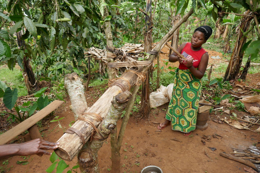 Kaffeeanbau ist typisch für Uganda. Bevor die rohen, weißen Kaffeebohnen getrocknet und dann geröstet werden, müssen sie vom Fruchtfleisch getrennt werden. Dazu gibt es spezielle Gerätschaften.