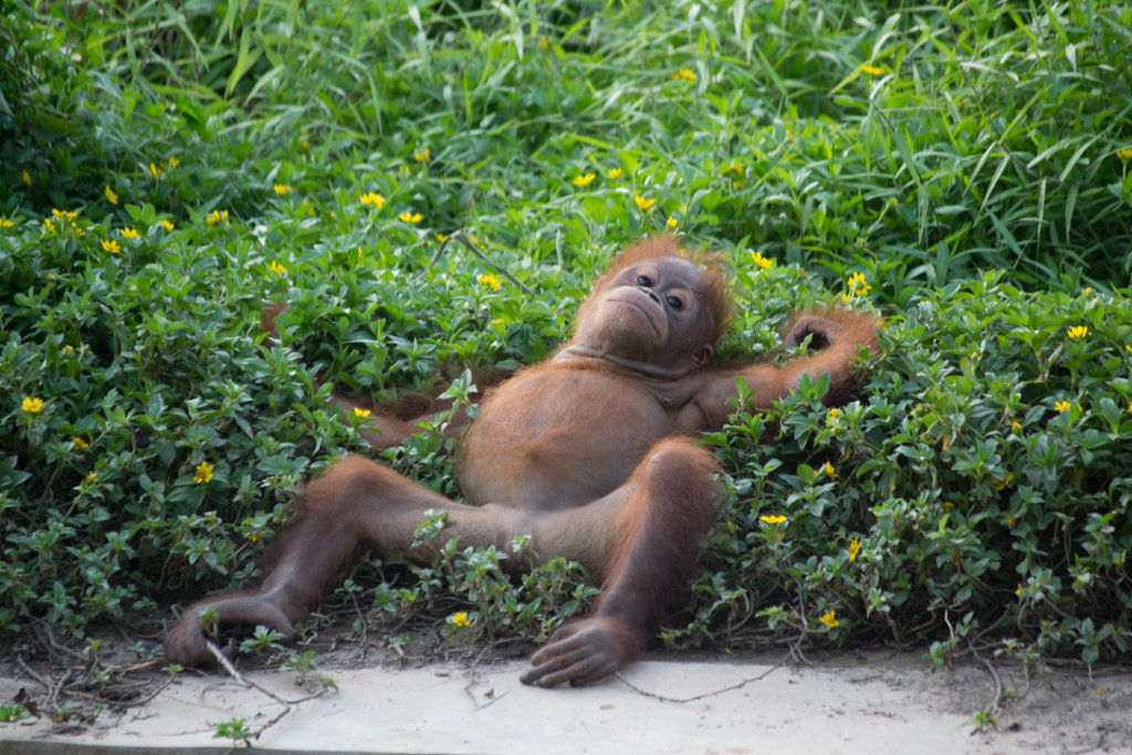 So lässt sich das Leben als Orang-Utan genießen!