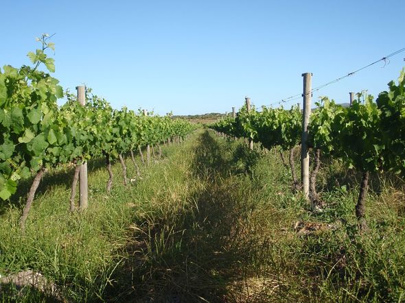 Nachhaltiger Weinanbau in Südafrika boomt. 