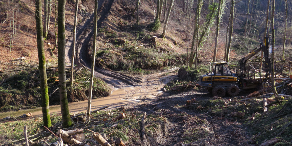 BUND fordert Bundeswaldgesetz mit Ökostandards