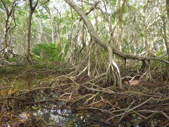 Mangroven auf San Andrés Island (Kolumbien): Mangrovenwälder auf der ganzen Welt sind weiterhin durch Aquakultur, Landwirtschaft und Stadtentwicklung bedroht.