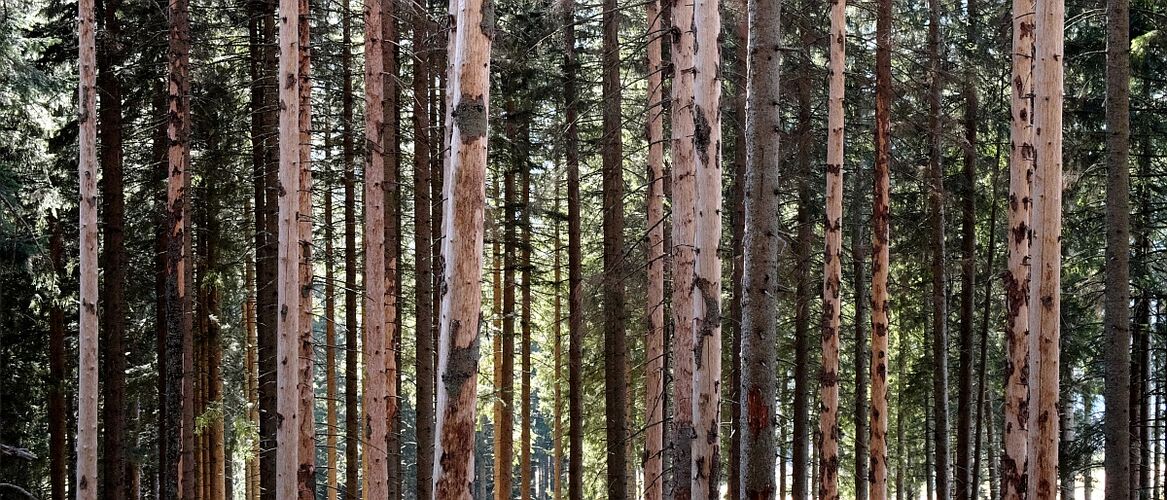 Große Bäume sind besonders vom Baumsterben betroffen. Das fand ein internationales Forschungsteam unter TUM-Beteiligung in einer Studie heraus
