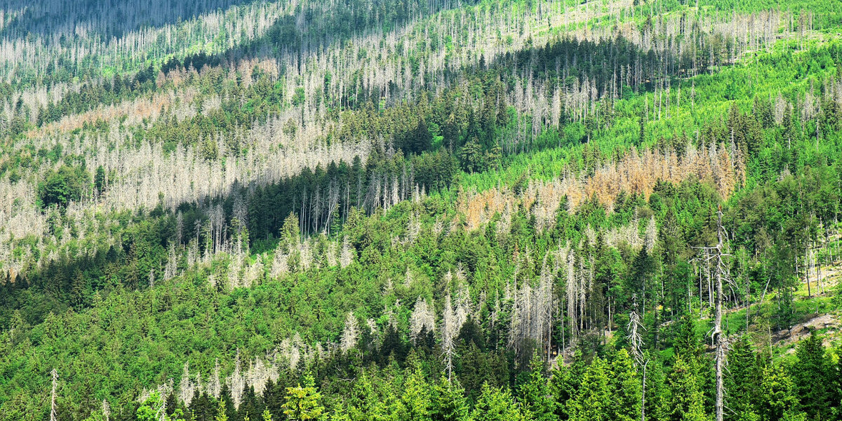 Wie können Wälder klimafit wieder aufgeforstet werden?