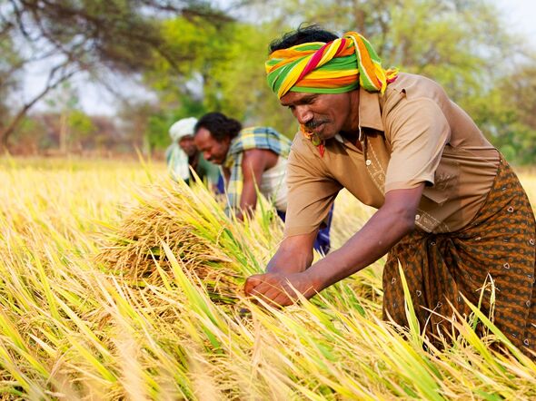 Bauern bei der Reisernte in Indien. Bayer will Kleinbauern, auf denen wesentlich die Nahrungsmittelproduktion in vielen Entwicklungs- und Schwellenländern ruht, verstärkt unterstützen.