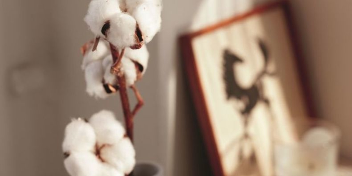 Tchibo erneut drittgrößter Anbieter von Bio-Baumwolle weltweit