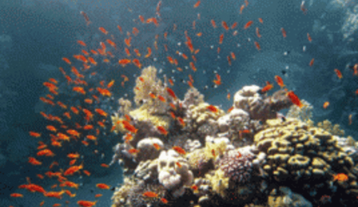 WWF begrüßt starkes Signal von Australien für Meeresschutz 