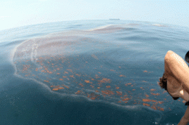 Öl im Golf von Mexiko. Foto: NWFblogs (National Wildlife Federation).flickr