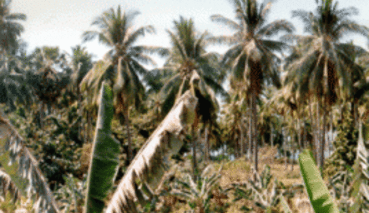 Schmutziges Palmöl made in Kamerun