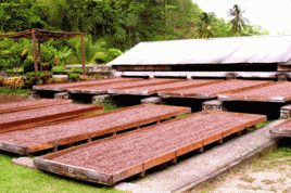Kakaobohnen während des Trocknungsprozesses. Foto: shaggyshoo/flickr.com