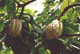 Kakaopflanze, Foto: Marion Book
