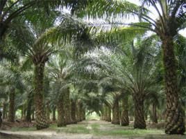 Kontrollen auf Palmöl-Plantagen, Foto: Craig Antweiler/Wikipedia