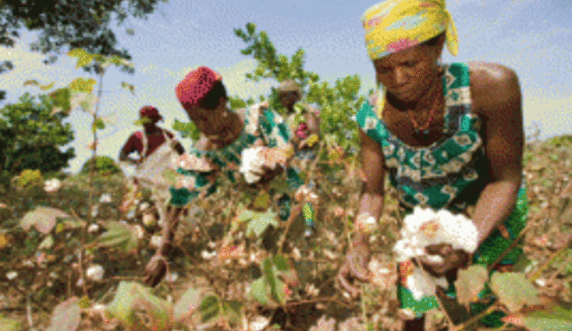 Grundstein für Erfolgsmessung von Cotton made in Africa gelegt